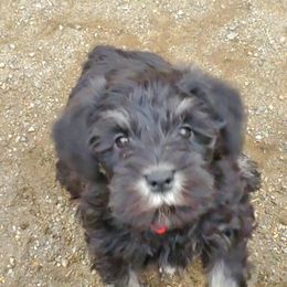 Miniature Schnauzer Puppies from Gerhauzer's Schnauzers