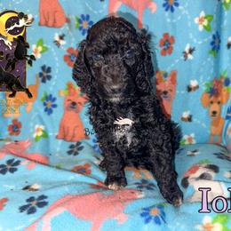 Iola - Parti female Poodle puppy in Winston Salem, North Carolina from Bewitching Kennels