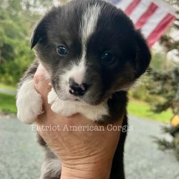 American Corgi Puppies from Patriot American Corgi