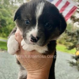 American Corgi Puppies from Patriot American Corgi