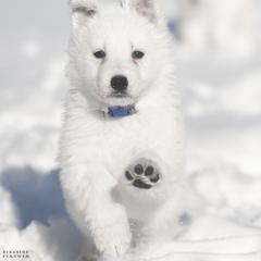 Blue girl - White female Berger Blanc Suisse puppy in Chestnut, Illinois from Fireside Fernweh