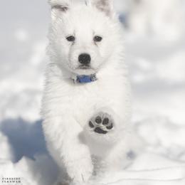 Blue girl - White female Berger Blanc Suisse puppy in Chestnut, Illinois from Fireside Fernweh