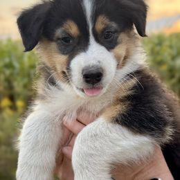 Kelli Jr. - Black tri-color female Australian Shepherd puppy in Petoskey, Michigan from Hilltop Aussies