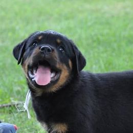 Rottweilers from Von Mitternacht Rottweilers