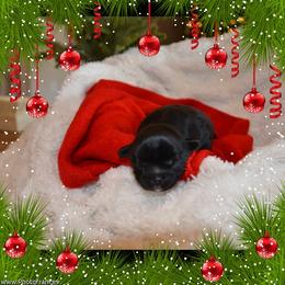 Amber - Black female Shih Tzu puppy in Magnolia, Texas from Furbourne Farms