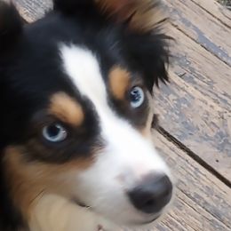 Australian Shepherd Puppies from Remy's BFF's (Best friends furever)