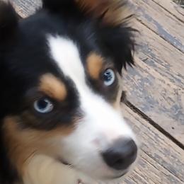 Australian Shepherd Puppies from Remy's BFF's (Best friends furever)
