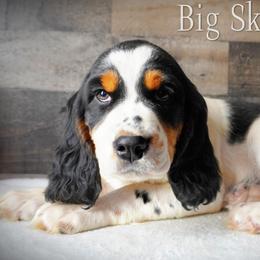 Boy 4 - Black white and tan male English Springer Spaniel puppy in Great Falls, Montana from Big Sky Springers