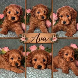 Ava - Red  female Goldendoodle puppy in Greenville, South Carolina from Law Doodles of SC