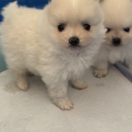 Pomeranian puppies from My Baby Poms
