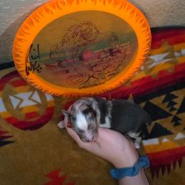 Scorch - Blue merle male Miniature Australian Shepherd puppy in Arlington, Texas from CopperHead Aussies