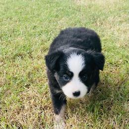 Girl 2 - Miniature Australian Shepherd puppy in Paris, Texas from Kuttin’ Up Mini Aussies