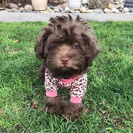 Havanese Puppies from HavToHavaHavi