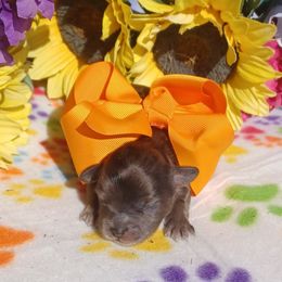 Camden - Merle male Shihpoo puppy in Delphos, Ohio from Route 66 Poodles & Doodles, Sapphire Shih-tzu's of Ohio