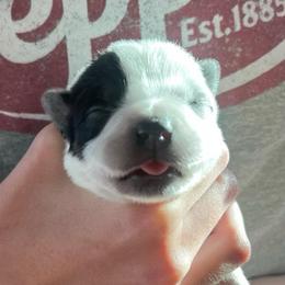 Boy 5 - Blue male Australian Cattle Dog puppy in Irvington, Kentucky from Dry Valley’s Australian Cattle Dogs