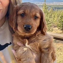 Timber - Dark golden male Golden Retriever puppy in Post Falls, Idaho from Mountain View Goldens