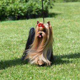Magic - Blue and gold male Yorkshire Terrier puppy in Kendallville, Indiana from Yorkies Kisses