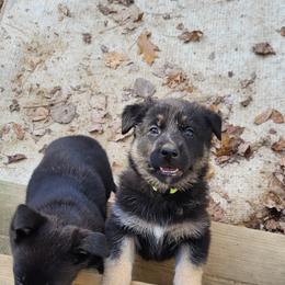 German Shepherd Puppies from Levesques German Shepherds