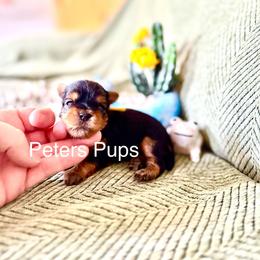 AKC Honey - Black and gold female Yorkshire Terrier puppy in Hertford, North Carolina from Peters Pups AKC Yorkshire Terriers
