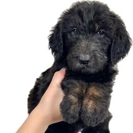 Spruce - Black and tan male Assorted Doodle Crosses puppy in Kansas City, Missouri from Beary GoldenDoodles