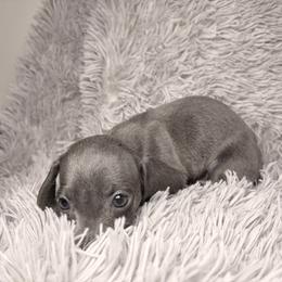 Silver - Gray (blue) male Dachshund puppy in Washburn, Tennessee from Broken Arrow Miniature Dachshunds