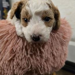 Philip - Blenheim male Cavapoo puppy in Truckee, California from Heavenly Goldendoodles
