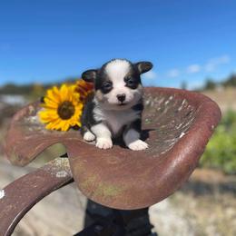 Pembroke Welsh Corgi Puppies from Top-Notch Paws