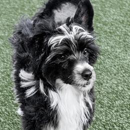 Anthony - Black and white male Chinese Crested puppy in Hernando, Florida from Bent Oak Chinese Cresteds