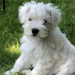 Miniature Schnauzers from Sweet and Spicy Miniature Schnauzers