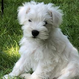Miniature Schnauzers from Sweet and Spicy Miniature Schnauzers