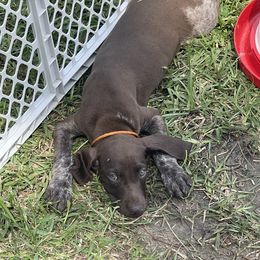 Merle - German Shorthaired Pointer puppy in Lakeland, Florida from Walker’s German Shorthaired Pointers