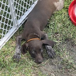 Merle - German Shorthaired Pointer puppy in Lakeland, Florida from Walker’s German Shorthaired Pointers