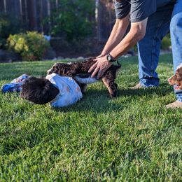Bernedoodle Puppies from Central Valley K9