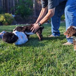 Bernedoodle Puppies from Central Valley K9