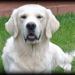Golden Retrievers from Snowsprings Goldens