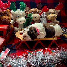 Cupid - Liver and white female English Springer Spaniel puppy in Hudson, Michigan from Picky’s Puppies