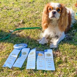 Polly - Cavalier King Charles Spaniel