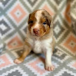 Lily - Red merle female Australian Shepherd puppy in Clover, South Carolina from Jo’s Aussies