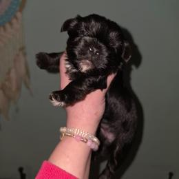 Nova - Parti female Yorkshire Terrier puppy in West Enfield, Maine from GRIFFEY'S SPA AND KENNEL