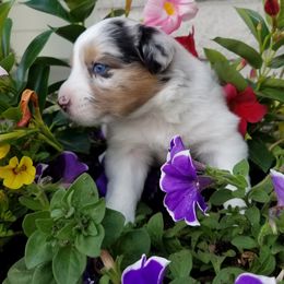 Australian Shepherd Puppies from Crystal Peak Australian Shepherds