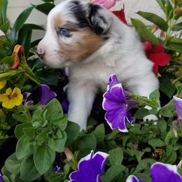 Australian Shepherd Puppies from Crystal Peak Australian Shepherds