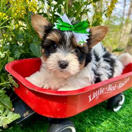 Diesel - Black tan and white male Biewer Terrier puppy in Winslow, Arkansas from Morning Glory Puppies