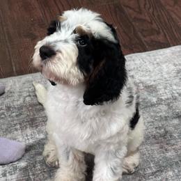 Boy 1 - Black white and tan male Springerdoodle puppy in Reddick, Florida from Cooper’s Mini Doodles
