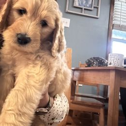 Goldendoodle Puppies from Dani’s Doodles