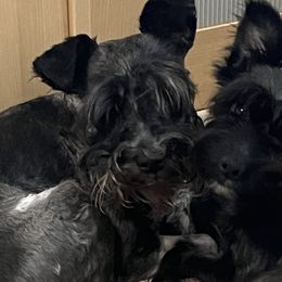 Miniature Schnauzers and Shorkies from Southern Ohio Schnauzers & Snorkies