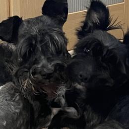 Miniature Schnauzers and Shorkies from Southern Ohio Schnauzers & Snorkies