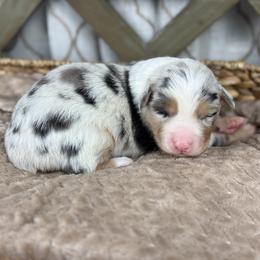 Girl 4 - Blue merle female Australian Shepherd puppy in Volant, Pennsylvania from Addie's Aussies