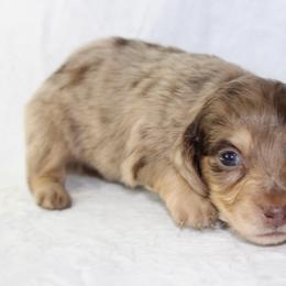 Hex - Dapple male Dachshund puppy in Powderly, Texas from Kuttin’ Up Mini Aussies