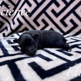 Science - Black tri male Miniature Australian Shepherd puppy in Corpus Christi, Texas from Elite Miniature Australian Shepherds