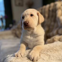 Beacon - Yellow male Labrador Retriever puppy in Sweet Home, Oregon from Knotty Creek Labradors